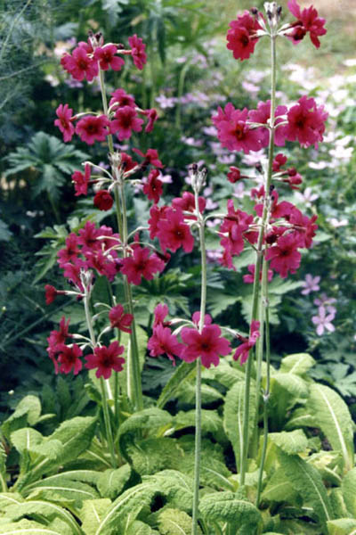 Primula pulverulenta in bloom in the marshy mountain meadows of Sichuan